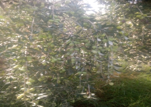 فيرمة 13 هكتار برج العامري