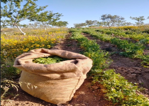 Belle ferme lansarine tborba