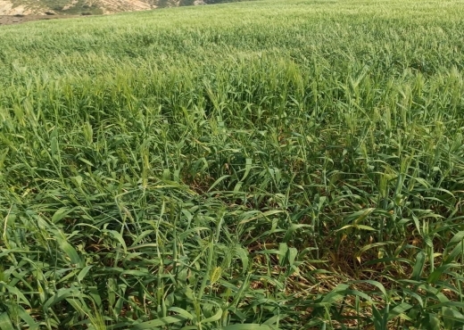 A Vendre Ferme à Oued Zarga  Beja