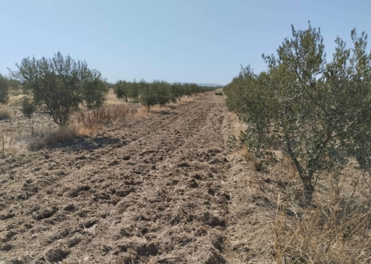 فيرمة 13 هكتار برج العامري