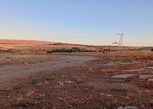 فيرمة عشرون هكتار الانصارين طبربة - image 2