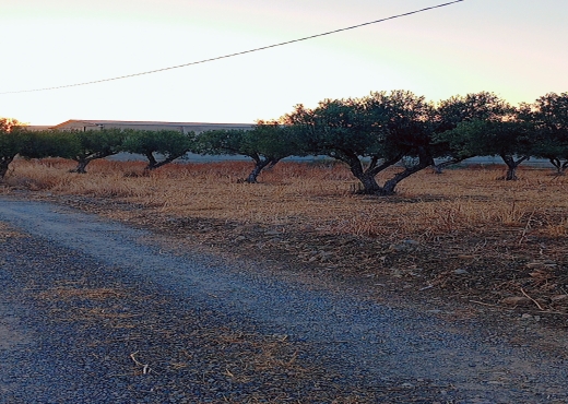 فيرمة عشرون هكتار الانصارين طبربة - image 3