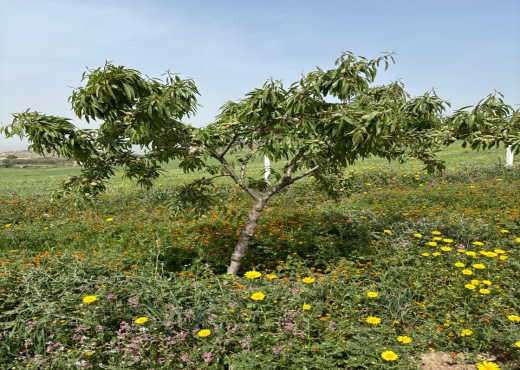 Belle ferme lansarine tborba
