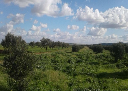 فيرمة 13 هكتار برج العامري - image 4