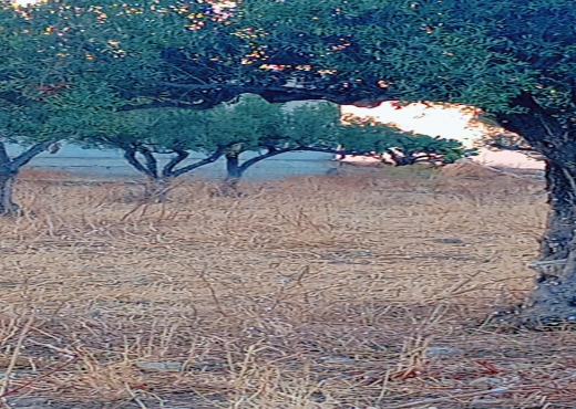 فيرمة عشرون هكتار الانصارين طبربة - image 4