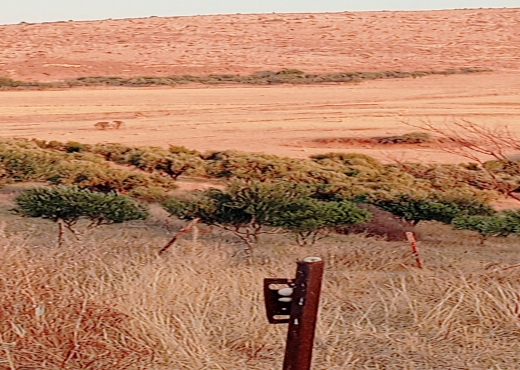 فيرمة عشرين هكتار الانصارين - image 4