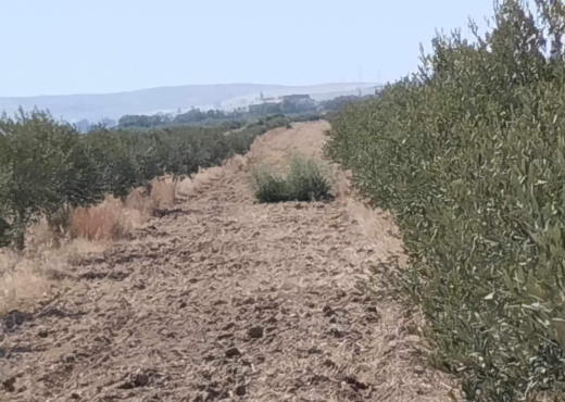 فيرمة 13 هكتار برج العامري - image 2