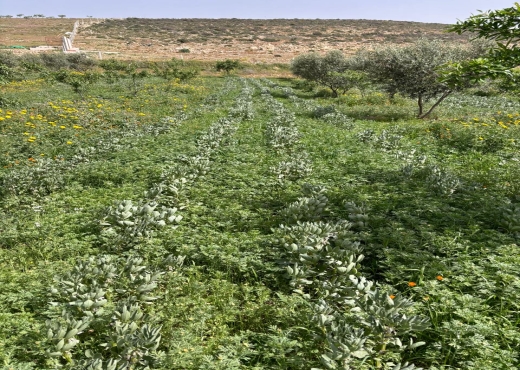 Belle ferme lansarine tborba - image 4