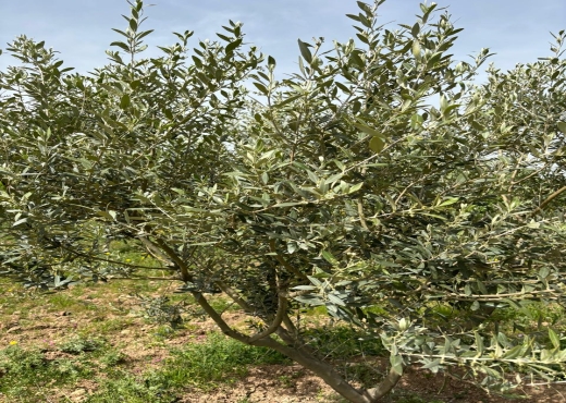 Belle ferme lansarine tborba - image 3