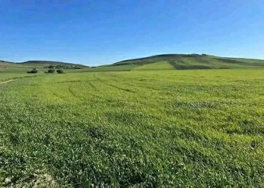 A Vendre Ferme à Oued Zarga  Beja